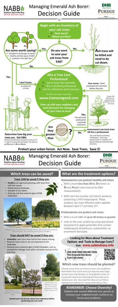 Emerald Ash Borer Info Sheet